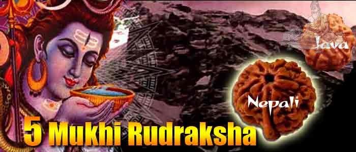 Five mukhi rudraksha bead
