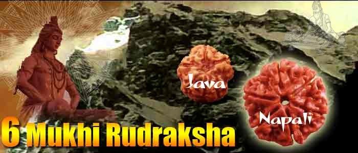 Six mukhi rudraksha bead