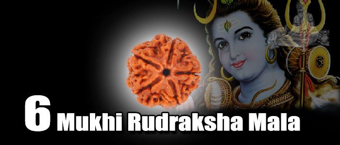 Six mukhi rudraksha mala