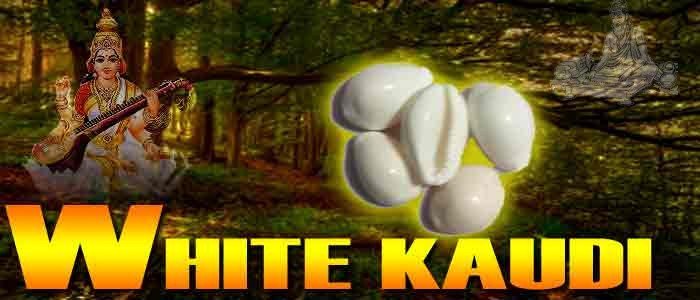 White kaudi