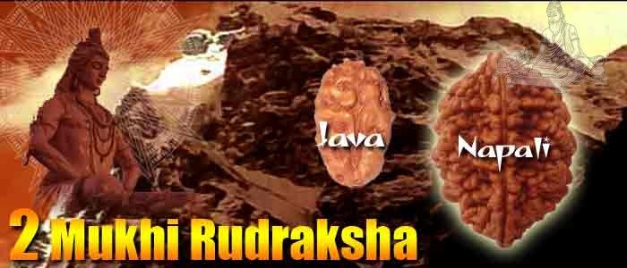 Two mukhi rudraksha bead