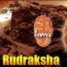 Two mukhi rudraksha bead