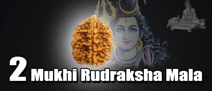 Two mukhi rudraksha mala