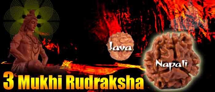 Three mukhi rudraksha bead