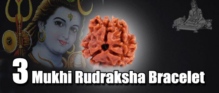 Three mukhi rudraksha bracelet