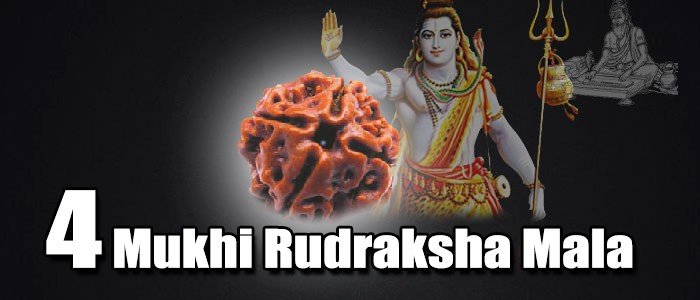 Four mukhi rudraksha mala