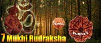 Seven mukhi rudraksha bead