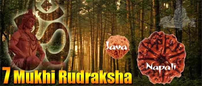 Seven mukhi rudraksha bead