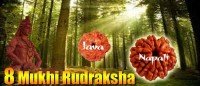 Eight mukhi rudraksha bead