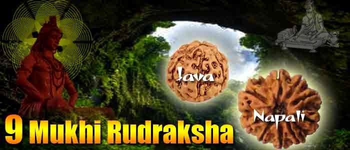 Nine mukhi rudraksha bead