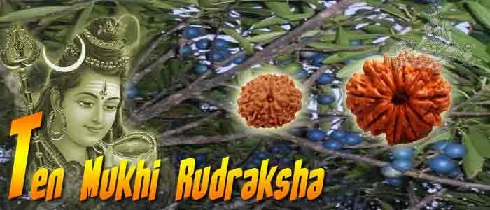 10 mukhi rudraksha bead