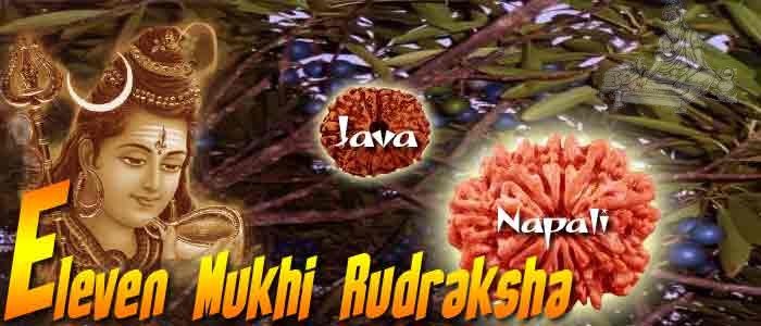 11 mukhi rudraksha bead