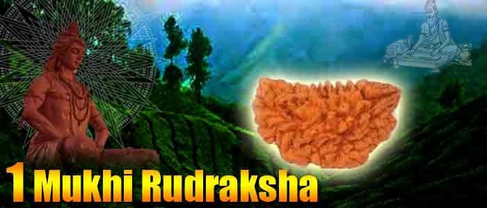 One mukhi rudraksha bead