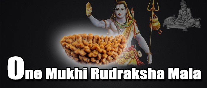 One mukhi rudraksha mala